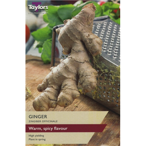 Ginger